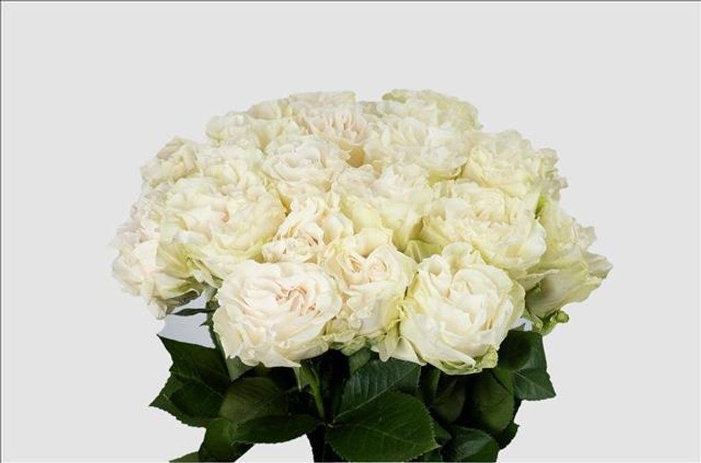 Срезанные цветы оптом Rosa ec cotton xpression от 50шт из Голландии с доставкой по России