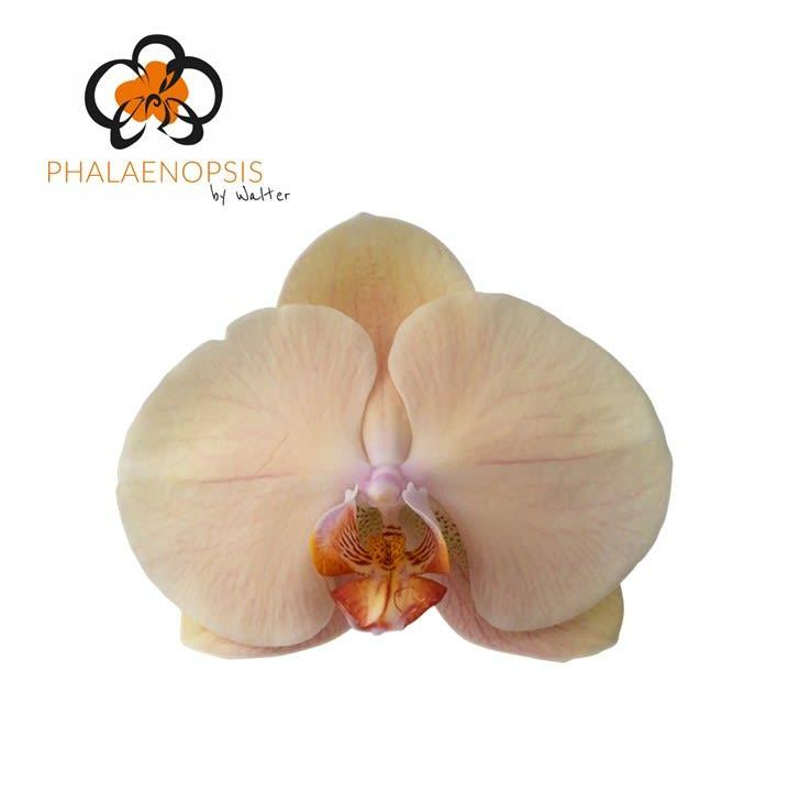Срезанные цветы оптом Phalaenopsis royal peach (per stem) от 15шт из Голландии с доставкой по России