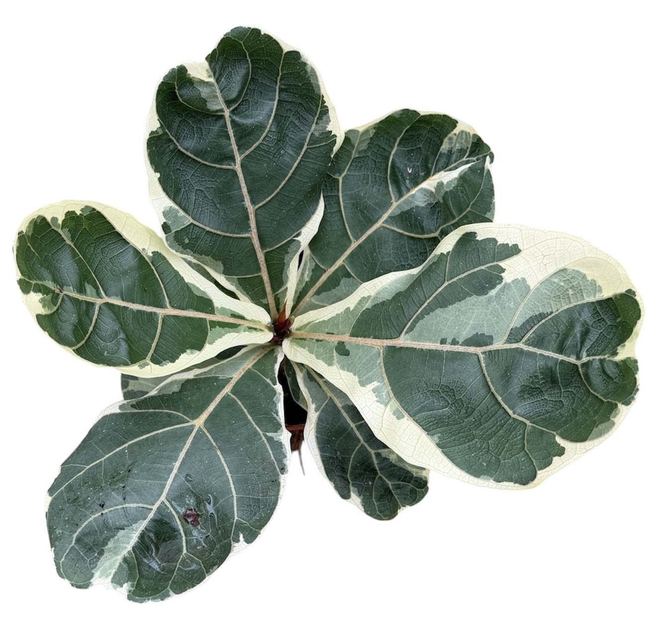 Горшечные цветы и растения оптом Ficus Lyrata Variegata от 1шт из Голландии с доставкой по России