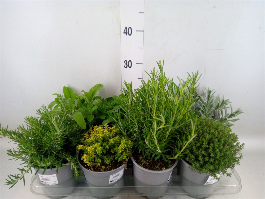 Горшечные цветы и растения оптом Tuinkruiden   ...mix от 8шт из Голландии с доставкой по России