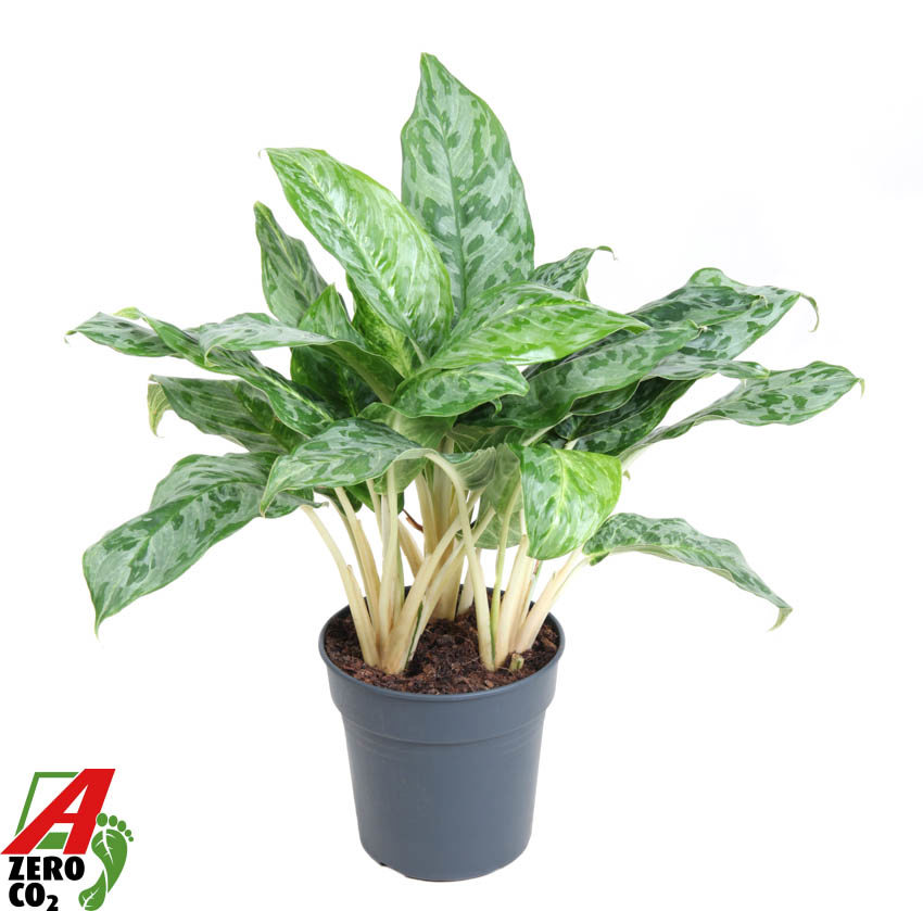 Горшечные цветы и растения оптом Aglaonema Peacock от 1шт из Голландии с доставкой по России