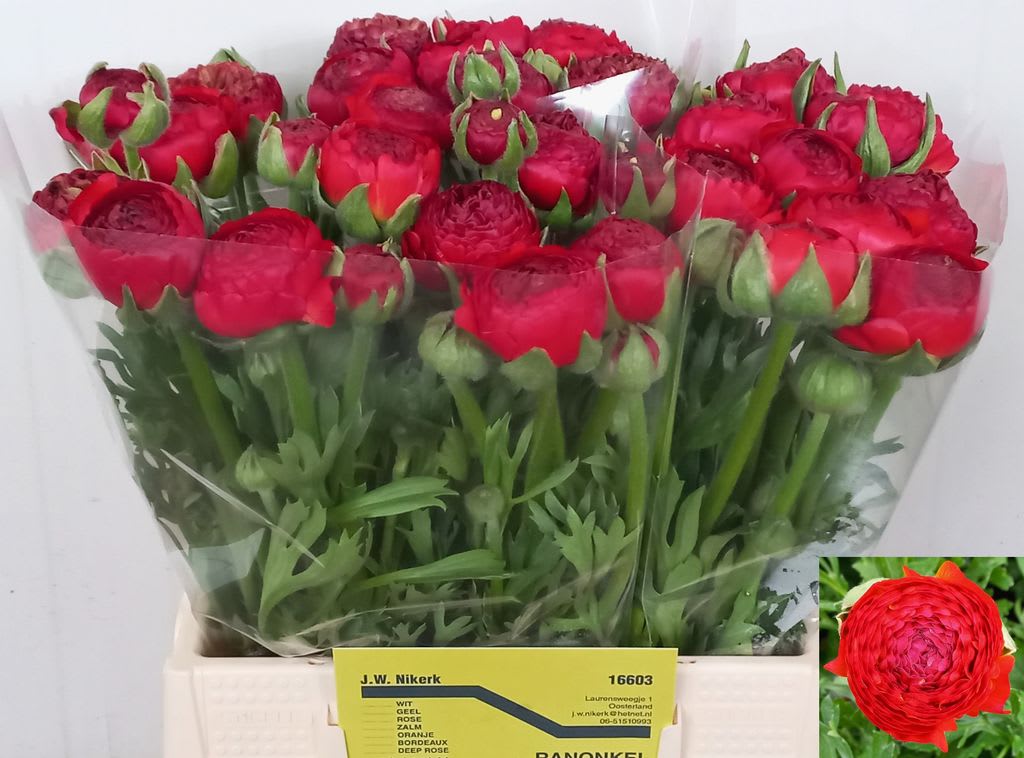 Срезанные цветы оптом Ranunculus elegance red от 40шт из Голландии с доставкой по России