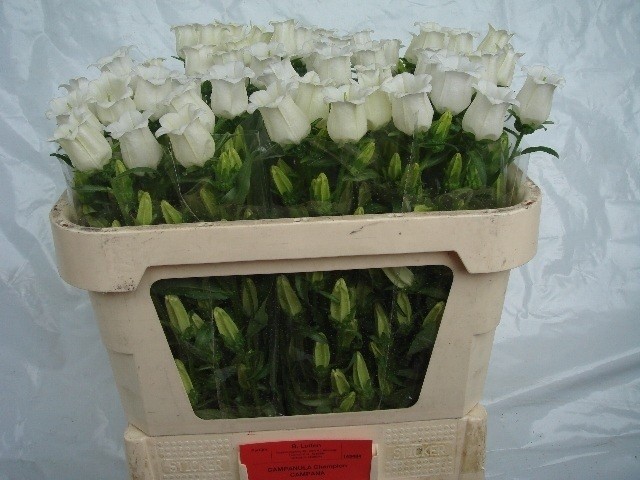 Срезанные цветы оптом Campanula medium champion white от 40шт из Голландии с доставкой по России