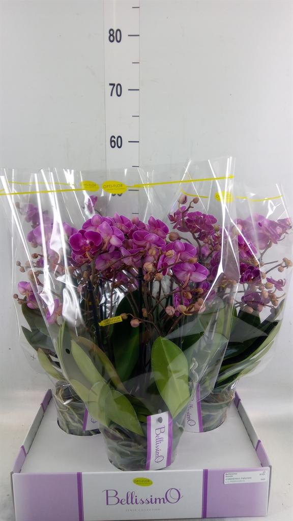 Горшечные цветы и растения оптом Phalaenopsis Multi.   ...lilac от 3шт из Голландии с доставкой по России