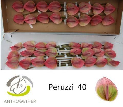 Срезанные цветы оптом Anthurium peruzzi от 40шт из Голландии с доставкой по России
