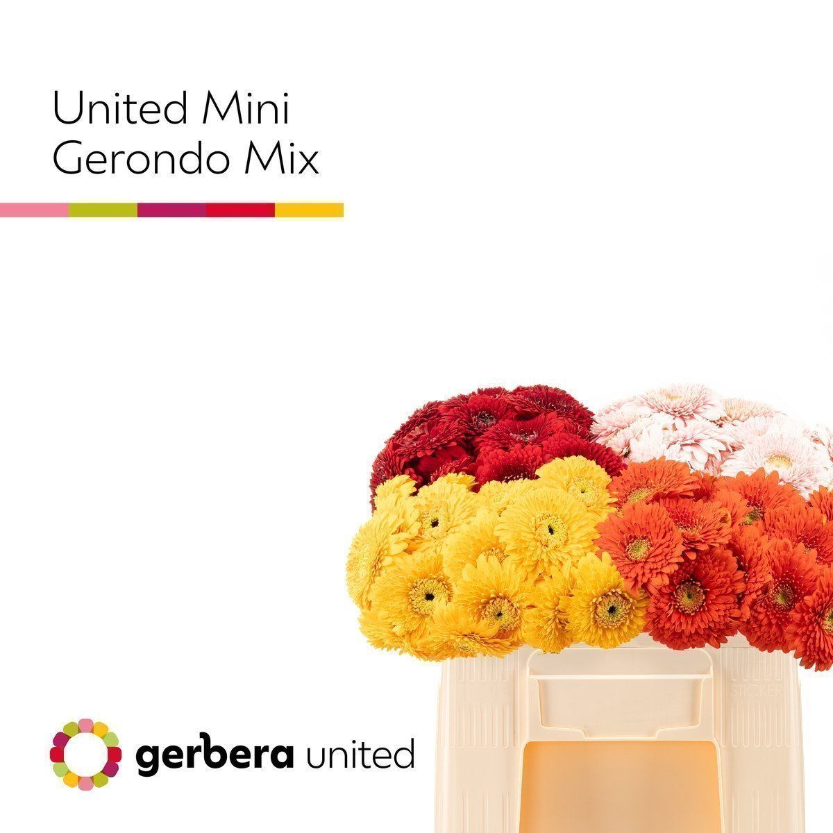 Срезанные цветы оптом Germini gerrondo mix от 80шт. из Голландии с доставкой по России