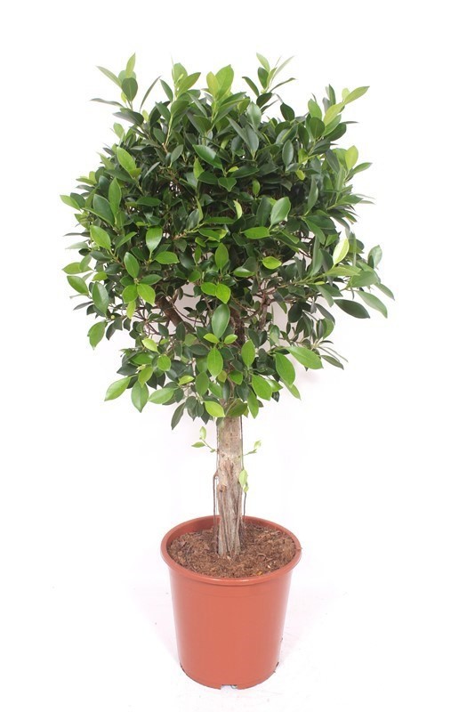 Горшечные цветы и растения оптом Ficus Nitida Multi Stem от 1шт из Голландии с доставкой по России