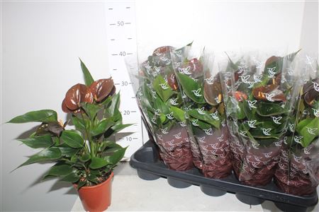 Горшечные цветы и растения оптом Anth An Chocolate 4+ от 10шт из Голландии с доставкой по России