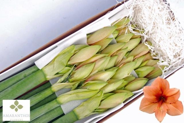 Срезанные цветы оптом Hippeastrum rilona от 12шт из Голландии с доставкой по России
