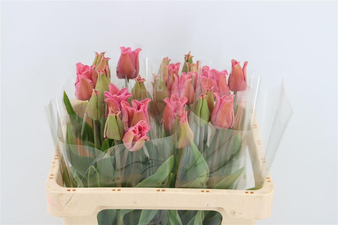 Срезанные цветы оптом Tulipa si picture от 25шт из Голландии с доставкой по России