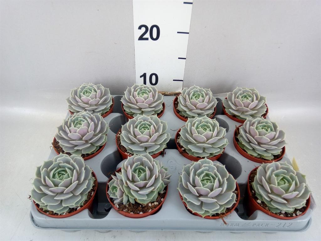 Горшечные цветы и растения оптом Echeveria ... A от 12шт (для телеги) из Голландии с доставкой по России