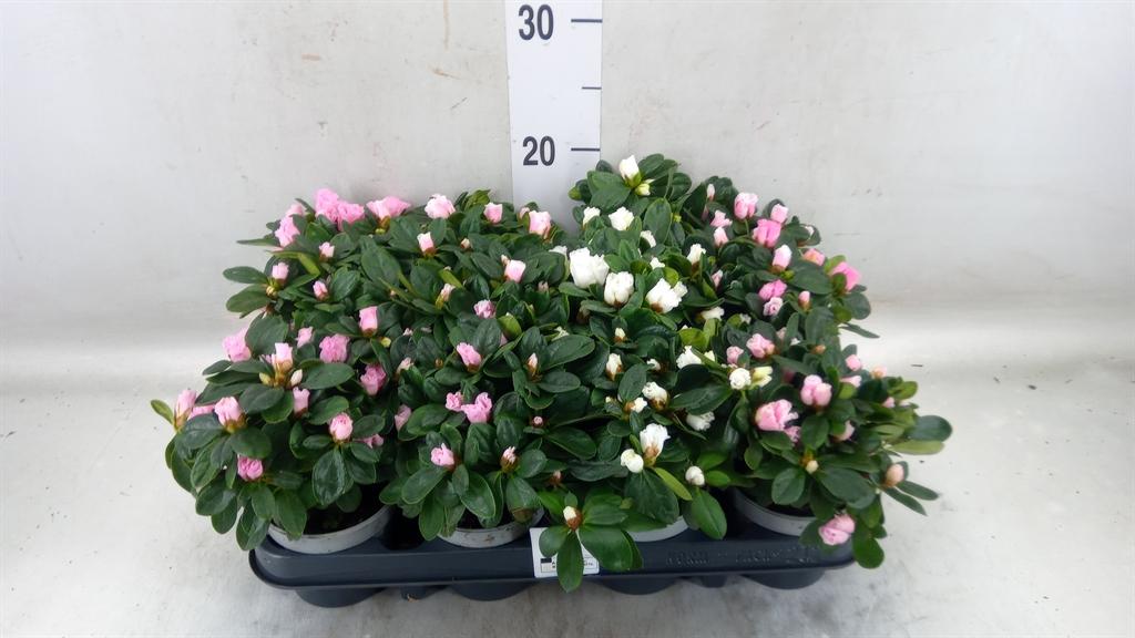 Горшечные цветы и растения оптом Rhododendron Sim.   ...mix от 12шт (для телеги) из Голландии с доставкой по России