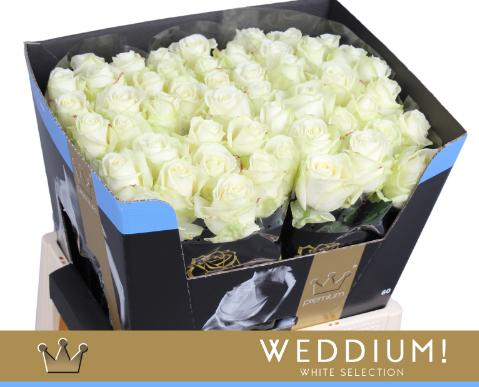 Срезанные цветы оптом Rosa large avalanche+ Bernhard Weddium от 40шт из Голландии с доставкой по России