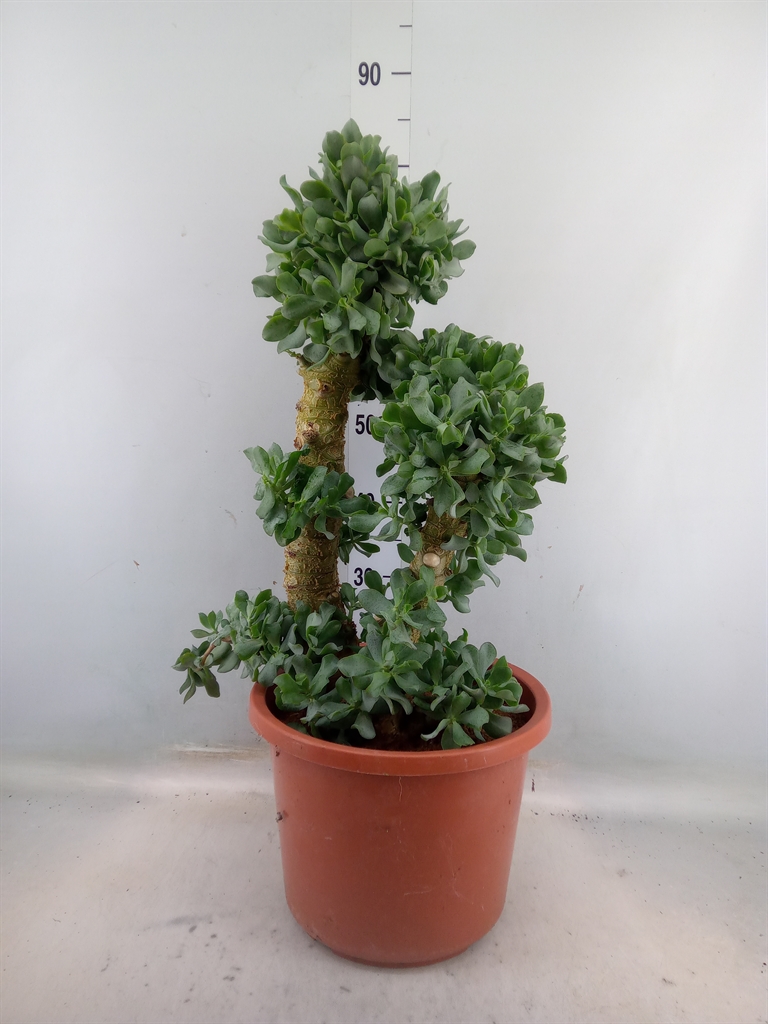 Горшечные цветы и растения оптом Crassula Arborescens от 1шт из Голландии с доставкой по России