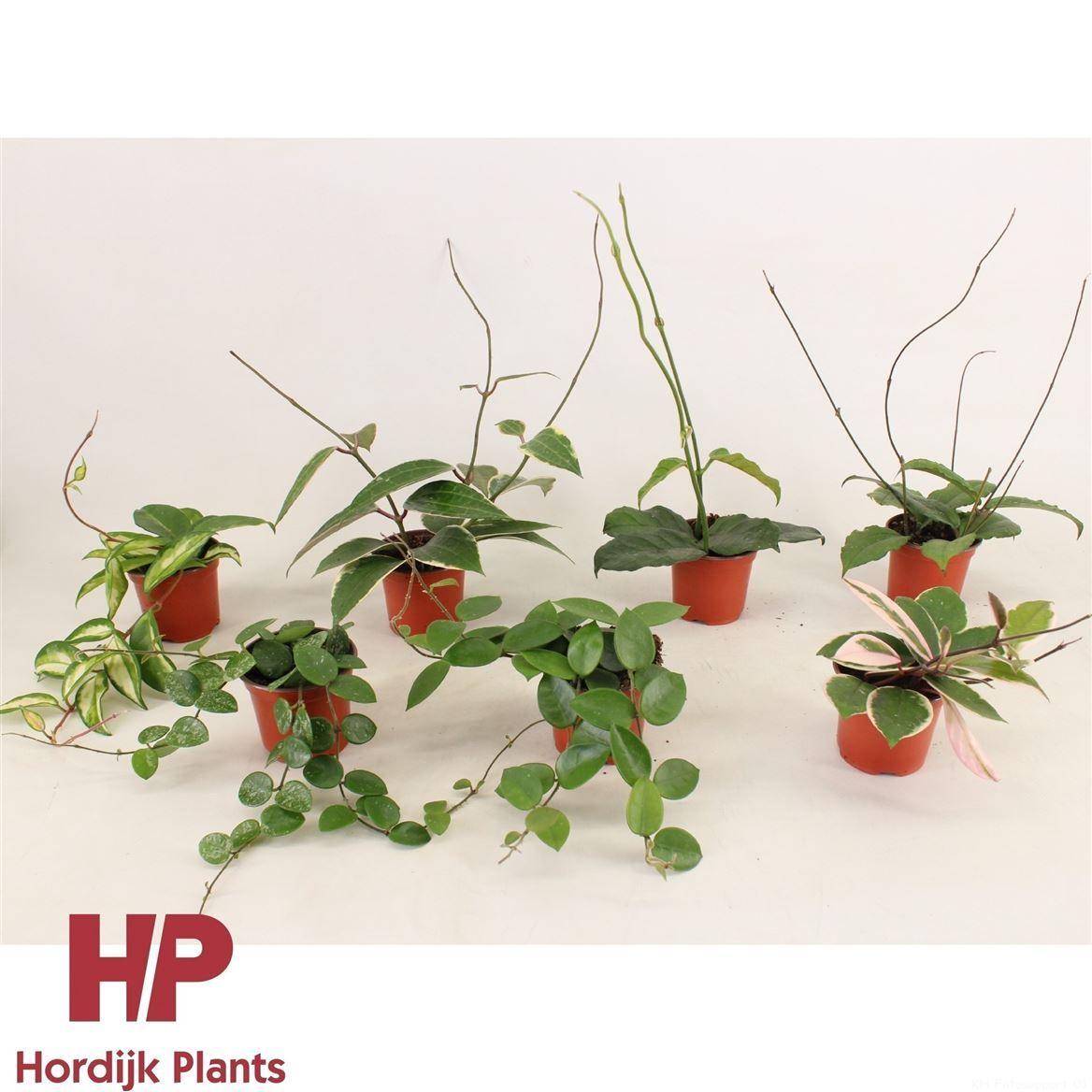 Горшечные цветы и растения оптом Hoya Mix P9 от 12шт (для телеги) из Голландии с доставкой по России