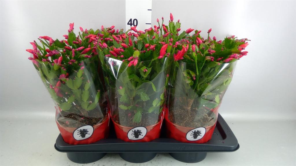 Горшечные цветы и растения оптом Schlumbergera ... от 6шт из Голландии с доставкой по России
