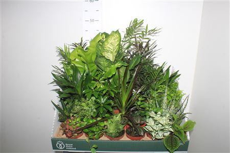 Горшечные цветы и растения оптом Kamerplanten Gemengd от 24шт (для телеги) из Голландии с доставкой по России