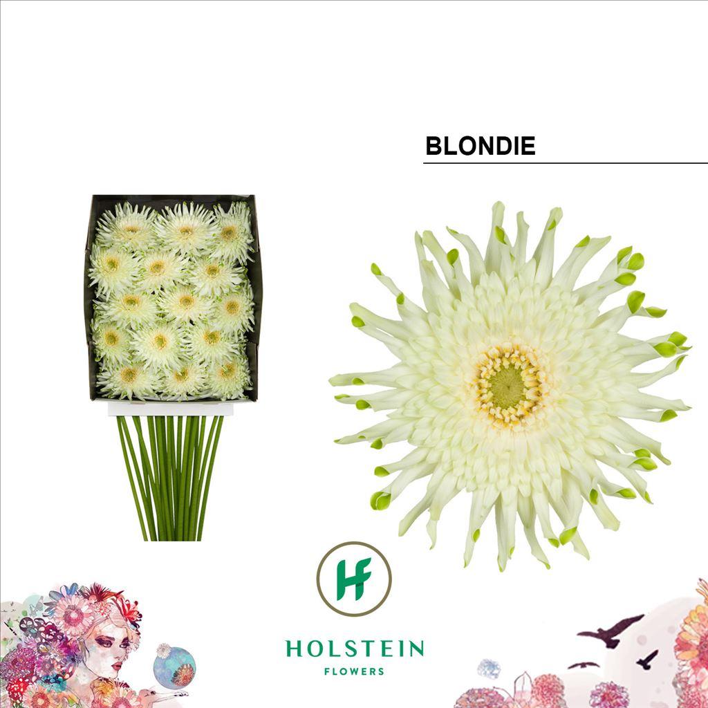Срезанные цветы оптом Gerbera diamond gerpasta blondie от 15шт из Голландии с доставкой по России