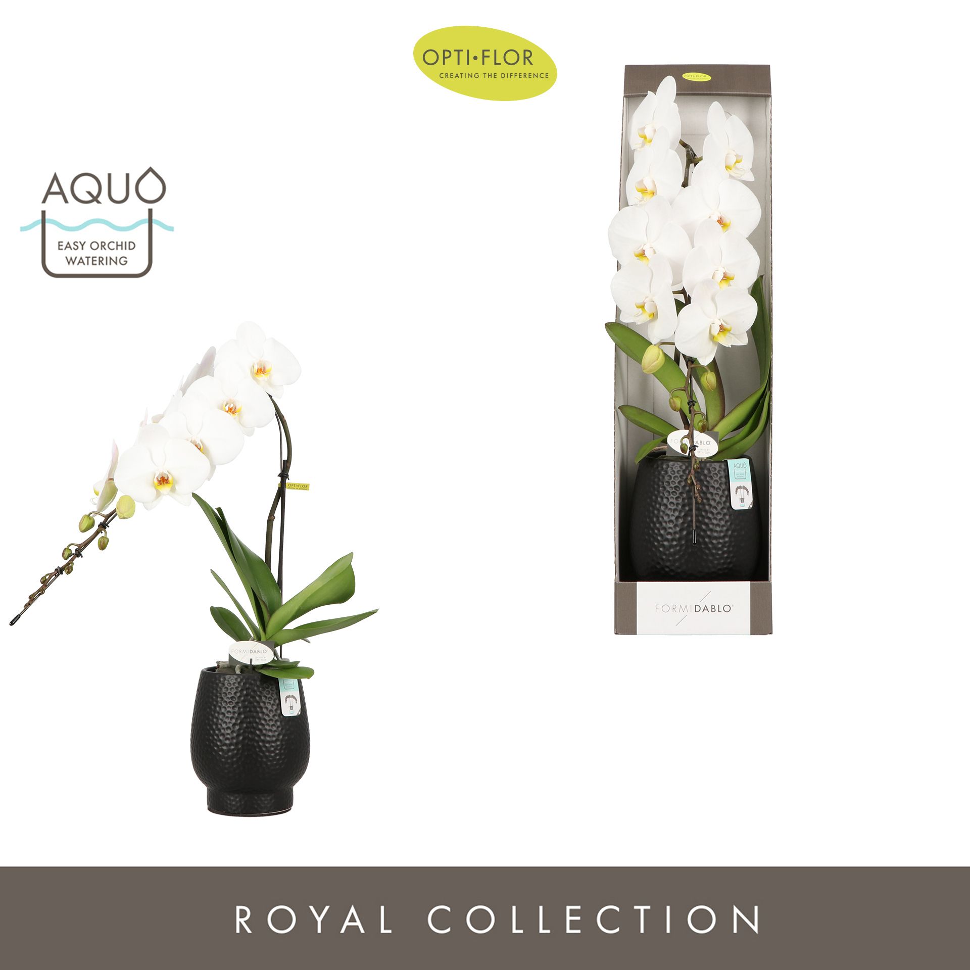 Горшечные цветы и растения оптом Phal Formidablo In Ceramic Black (opti) от 1шт из Голландии с доставкой по России