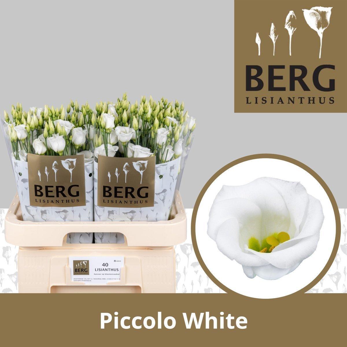 Срезанные цветы оптом Lisianthus si piccolo white от 40шт из Голландии с доставкой по России