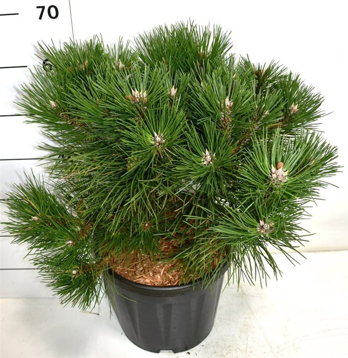 Горшечные цветы и растения оптом Pinus Nigra Nana от 1шт из Голландии с доставкой по России