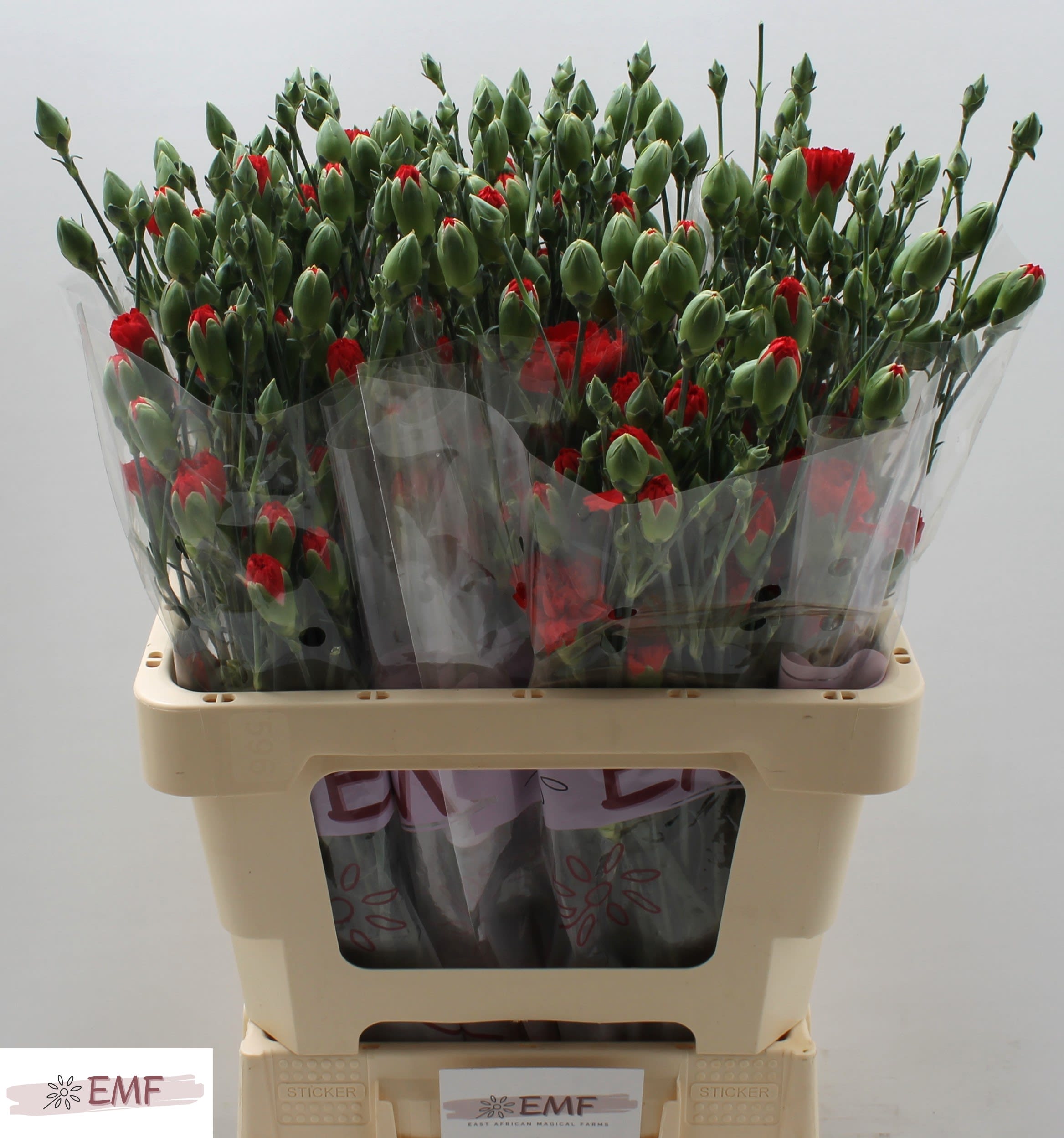 Срезанные цветы оптом Dianthus sp red kiss от 60шт из Голландии с доставкой по России
