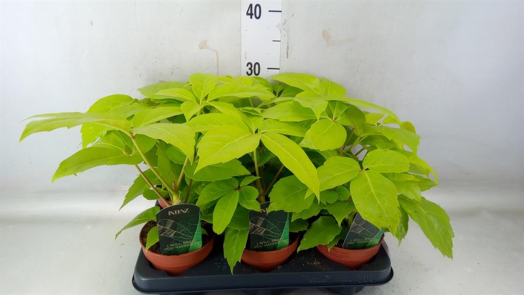 Горшечные цветы и растения оптом Schefflera Actin. от 6шт из Голландии с доставкой по России