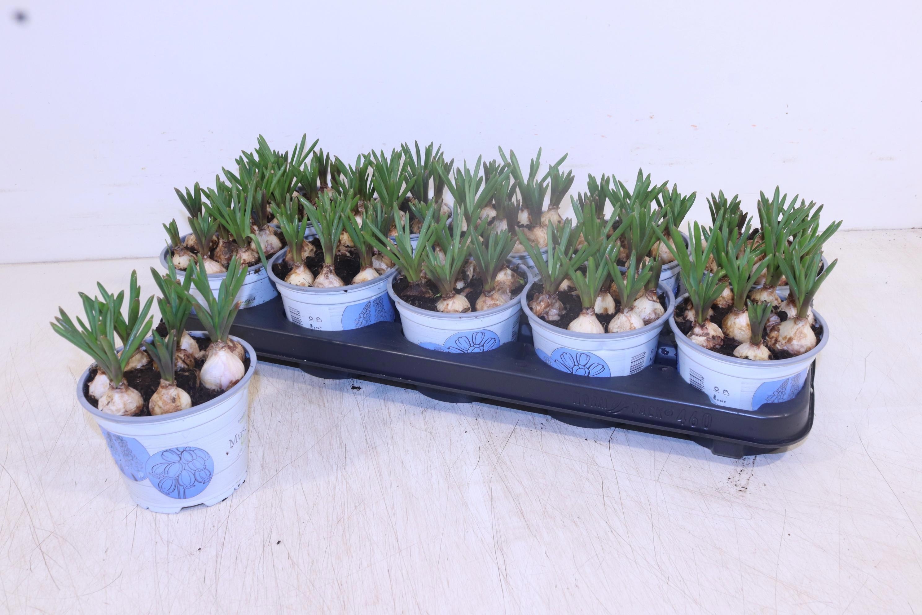 Горшечные цветы и растения оптом Muscar Armeniacum от 10шт из Голландии с доставкой по России