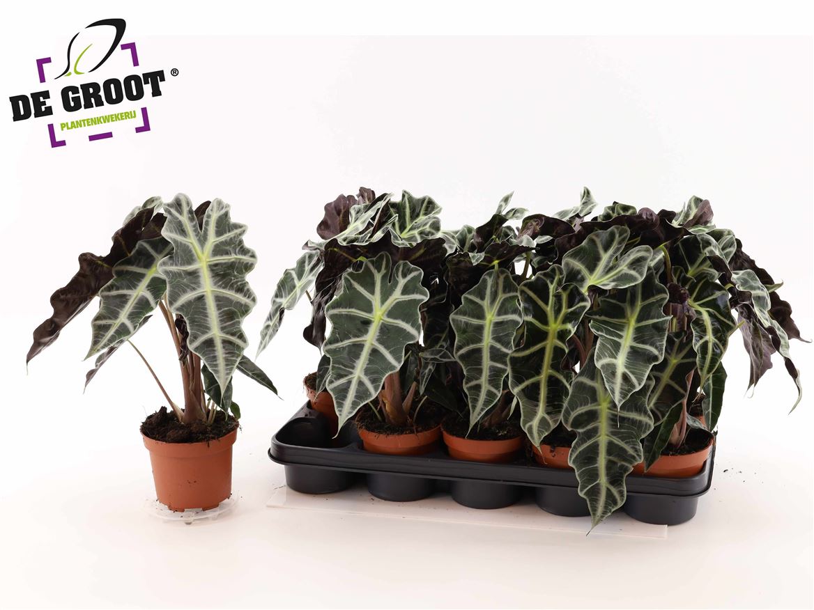 Горшечные цветы и растения оптом Alocasia Polly от 10шт (для телеги) из Голландии с доставкой по России