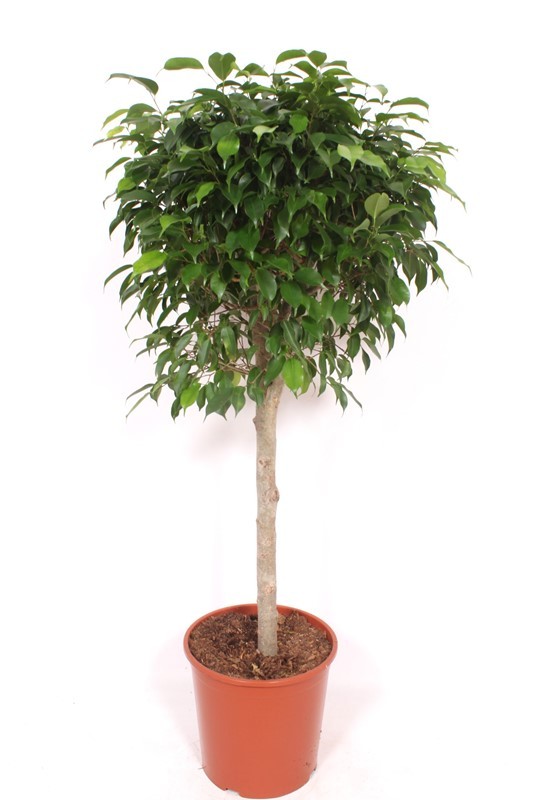 Горшечные цветы и растения оптом Ficus Columnar On Stem от 1шт из Голландии с доставкой по России