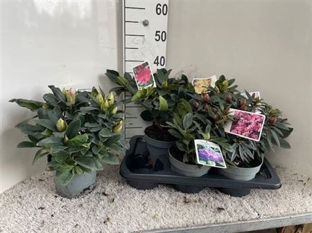 Горшечные цветы и растения оптом Rhod Gem Outdoor от 6шт из Голландии с доставкой по России