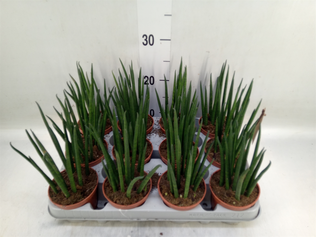 Горшечные цветы и растения оптом Sansevieria Bacularis от 12шт (для телеги) из Голландии с доставкой по России