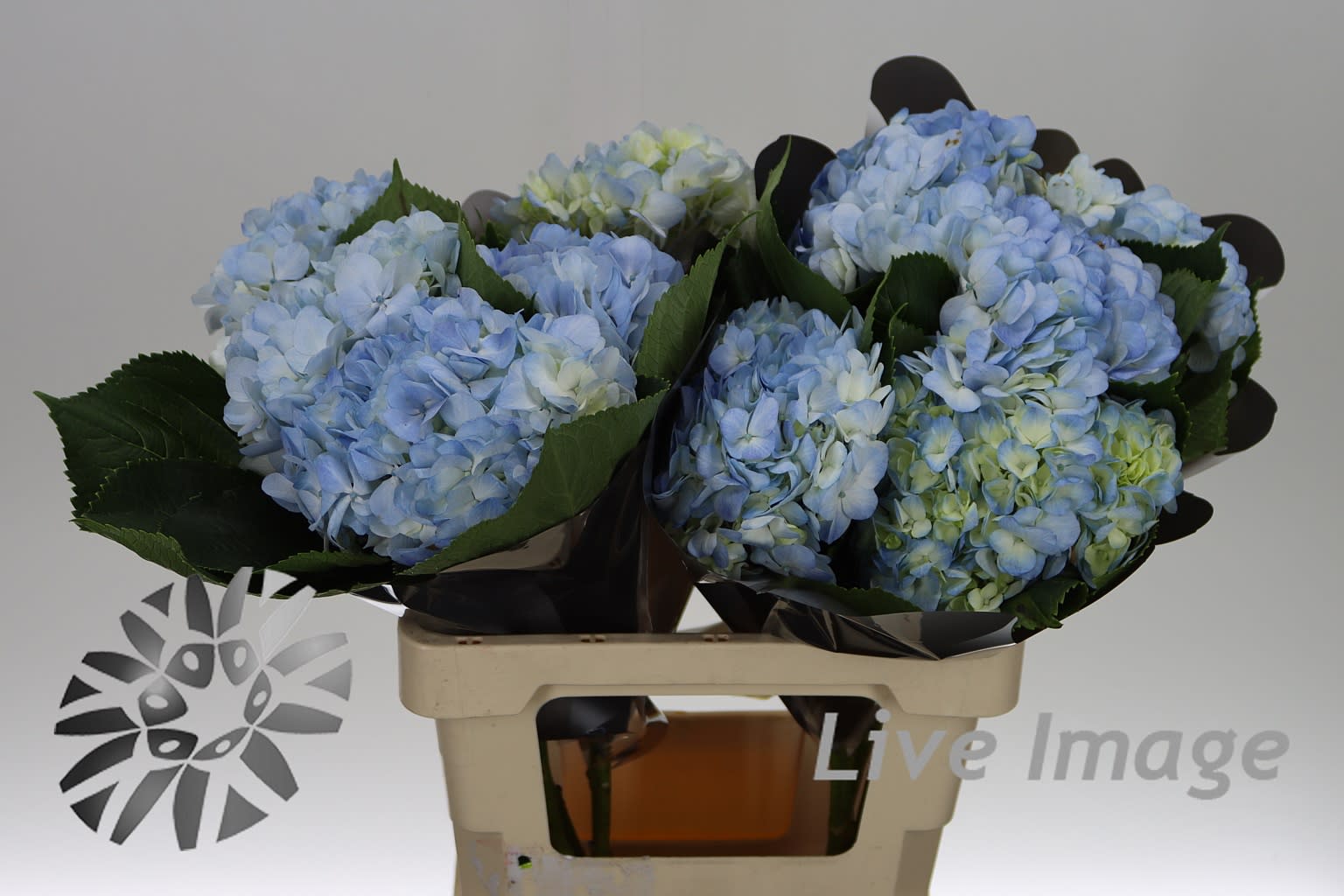 Срезанные цветы оптом Hydrangea blue light от 10шт из Голландии с доставкой по России