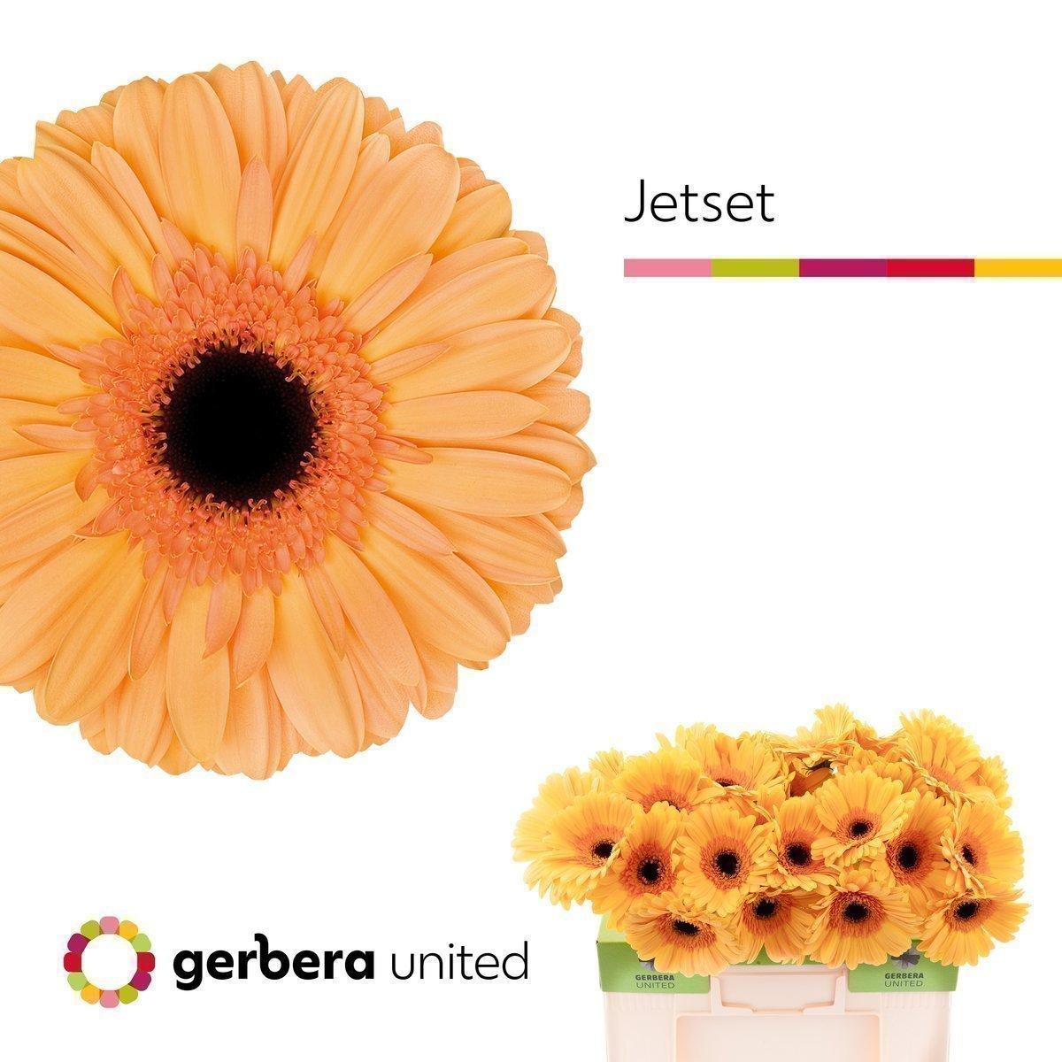 Срезанные цветы оптом Gerbera jetset от 40шт. из Голландии с доставкой по России
