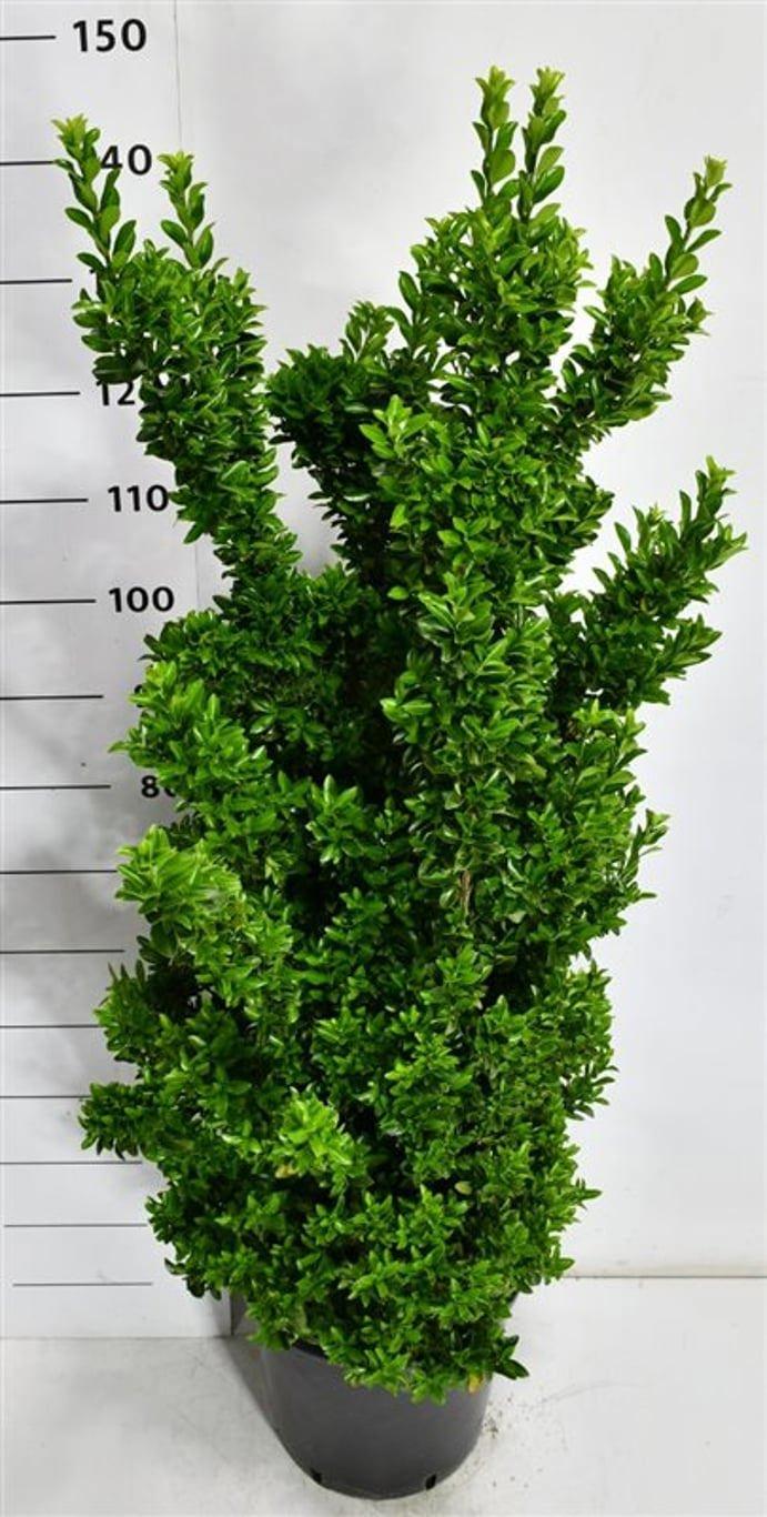 Горшечные цветы и растения оптом Euonymus Jap Benkomasaki от 1шт из Голландии с доставкой по России