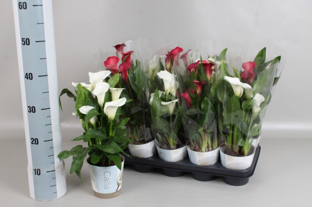 Горшечные цветы и растения оптом Zant Gem от 10шт из Голландии с доставкой по России