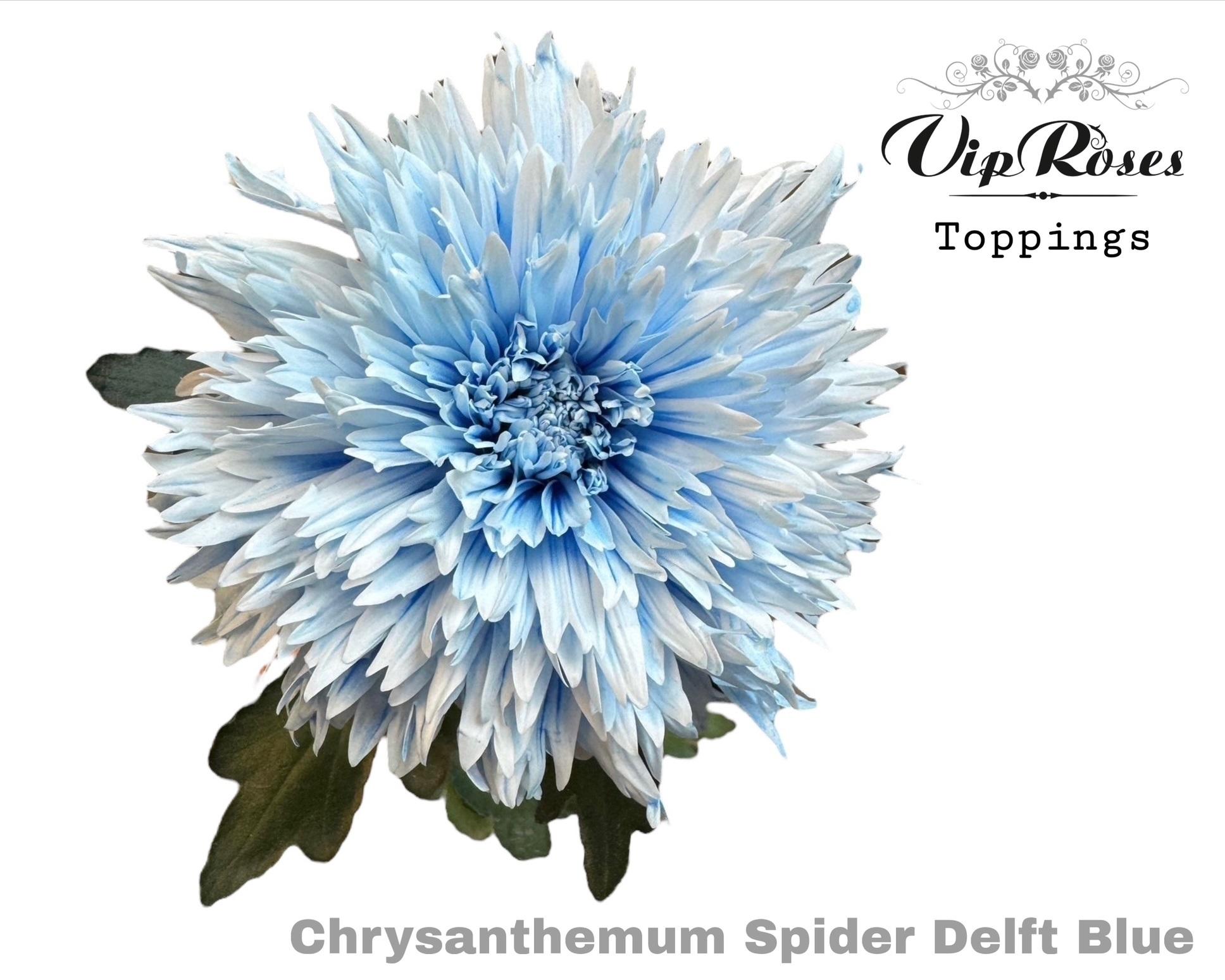 Срезанные цветы оптом Chrys bl paint spider delft blue от 20шт из Голландии с доставкой по России