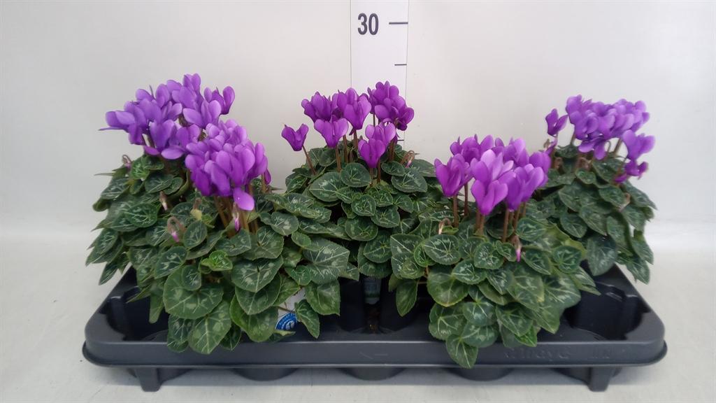 Горшечные цветы и растения оптом Cyclamen Kl dragon от 5шт (для телеги) из Голландии с доставкой по России