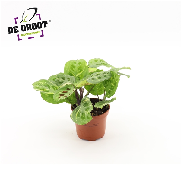 Горшечные цветы и растения оптом Maranta Variegata от 10шт из Голландии с доставкой по России