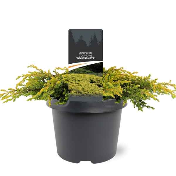 Горшечные цветы и растения оптом Juniperus Comm Goldschatz от 1шт из Голландии с доставкой по России
