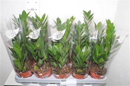 Горшечные цветы и растения оптом Zamio Zamiifolia 2+ от 10шт из Голландии с доставкой по России