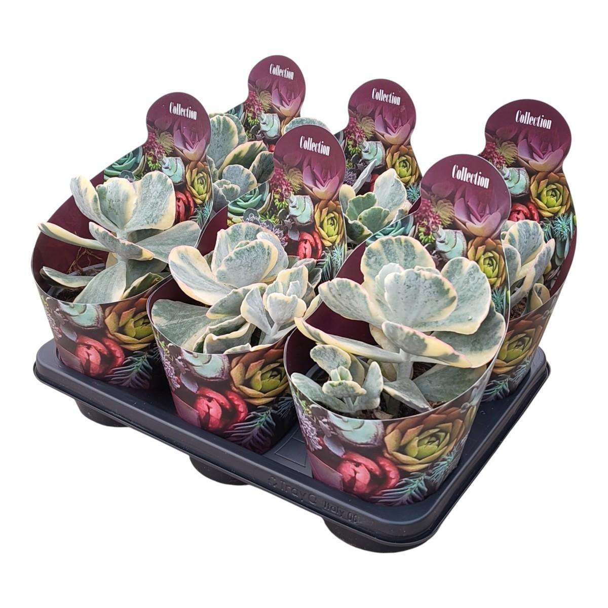 Горшечные цветы и растения оптом Cotyledon Orbiculata Undulatum Variegata Potcover от 6шт из Голландии с доставкой по России