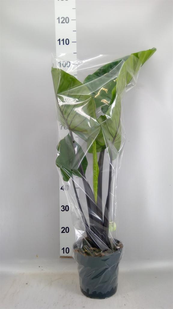 Горшечные цветы и растения оптом Alocasia ... от 1шт (для телеги) из Голландии с доставкой по России