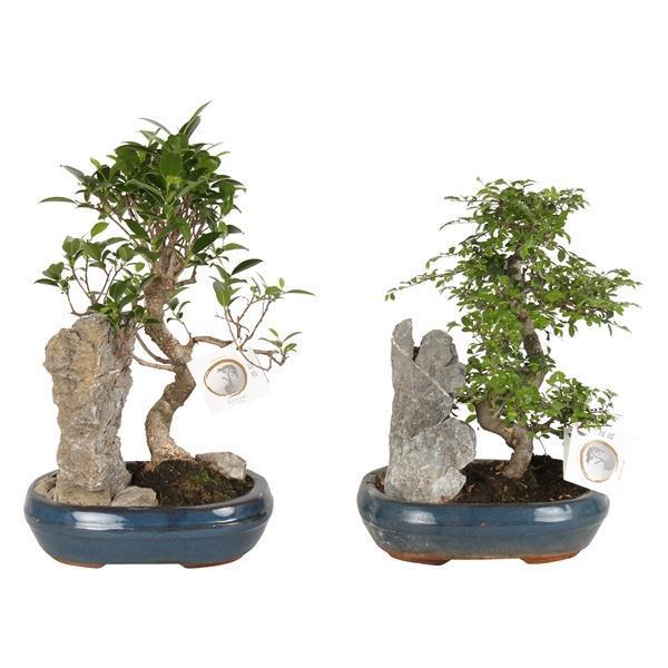 Горшечные цветы и растения оптом Bonsai Mix With Rock In Ceramic от 5шт из Голландии с доставкой по России