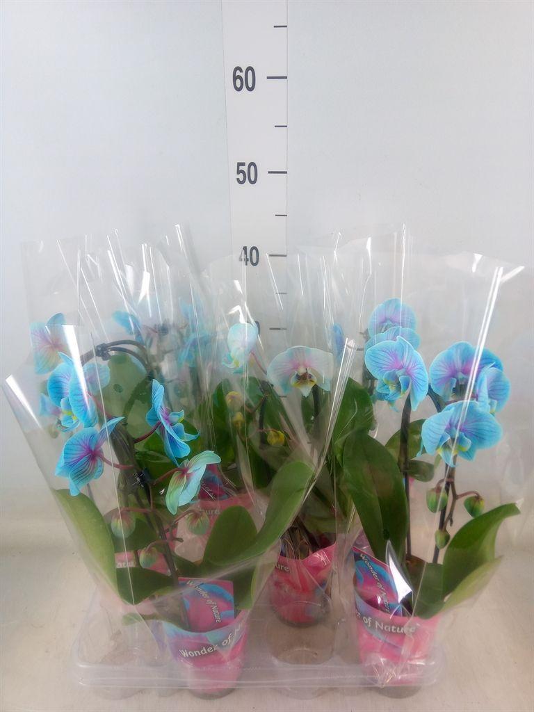 Горшечные цветы и растения оптом Phalaenopsis   ... от 6шт (для телеги) из Голландии с доставкой по России