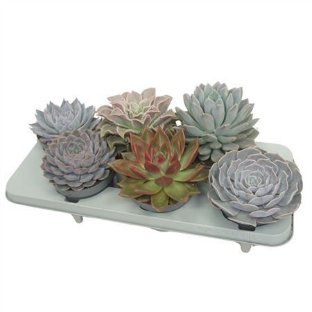 Горшечные цветы и растения оптом Echeveria Gemengd от 6шт из Голландии с доставкой по России