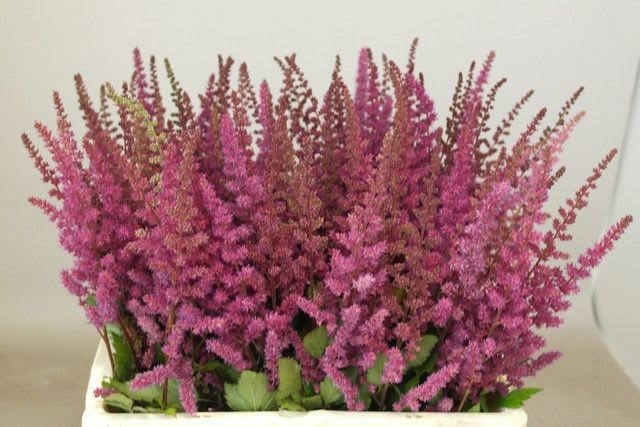 Срезанные цветы оптом Astilbe maggie daley от 100шт из Голландии с доставкой по России