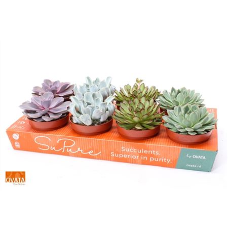 Горшечные цветы и растения оптом Echeveria Mix Greenz от 8шт из Голландии с доставкой по России