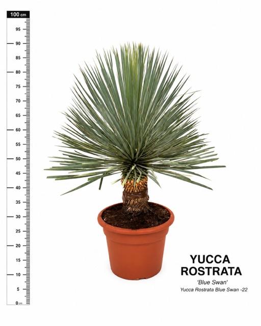 Горшечные цветы и растения оптом Yuc Rostrata от 1шт из Голландии с доставкой по России