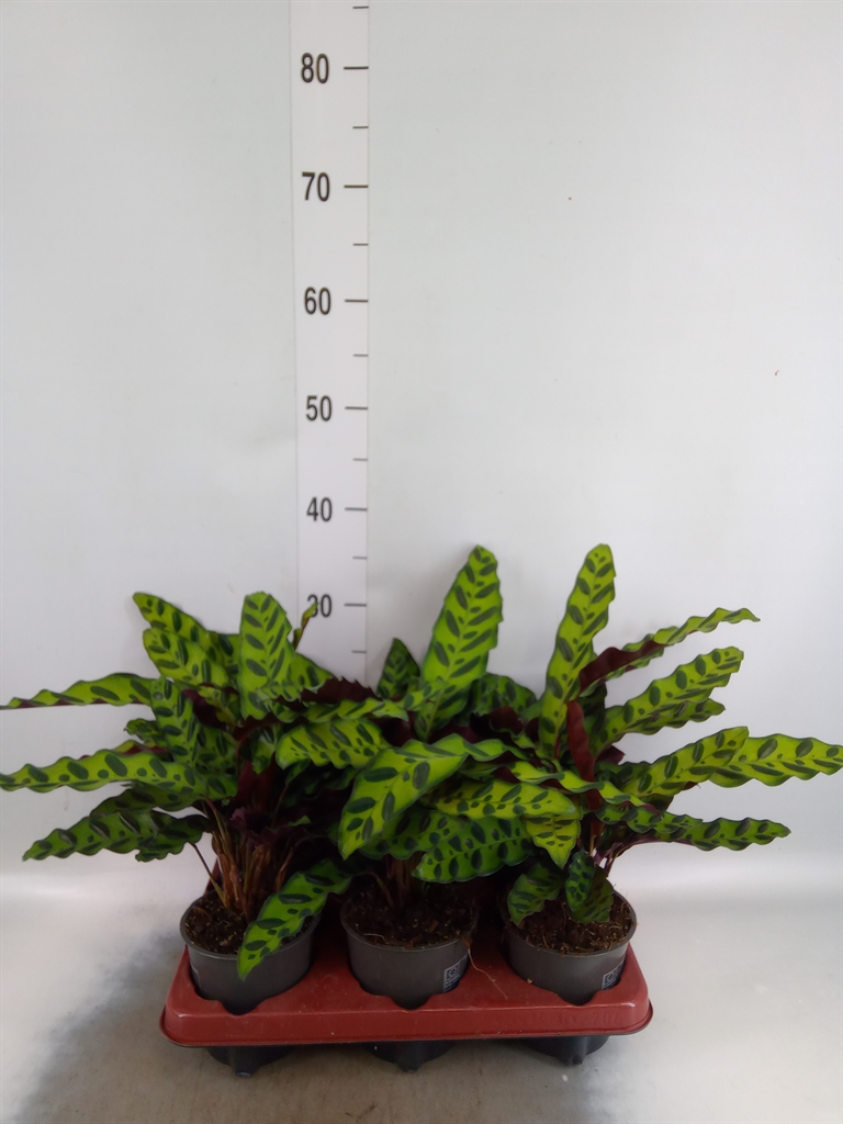 Горшечные цветы и растения оптом Calathea Lancifolia от 6шт из Голландии с доставкой по России
